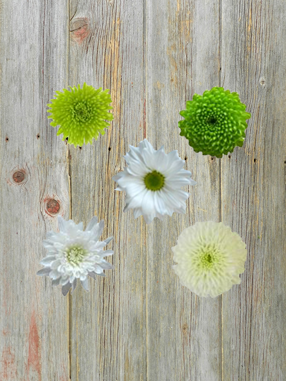 ASSORTED GREEN AND WHITE CDN POMPONS